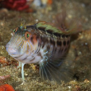 blenny_2011_07_42