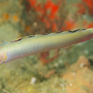 dart_fish_2011_07_40