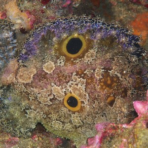 frog_fish_2011_07_42