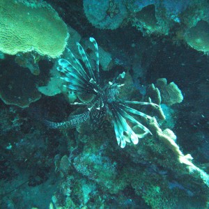 Lionfish, about to join us for dinner