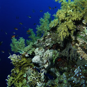 reef_scene4