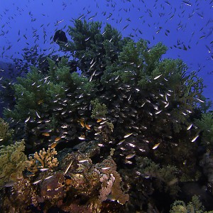 reef_scene_fish_soup