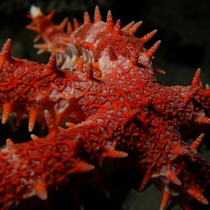 sea_star_2