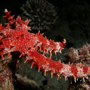 sea_star_3