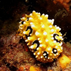 09 July 2011 Longdong night dive