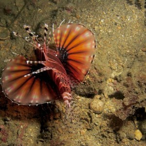 09 July 2011 Longdong night dive