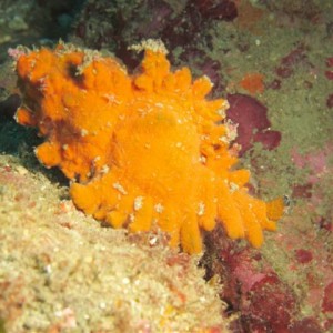 09 July 2011 Longdong night dive