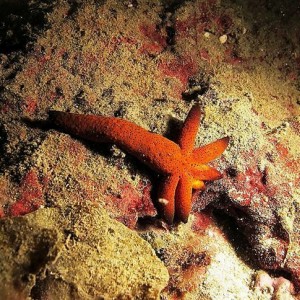 09 July 2011 Longdong night dive
