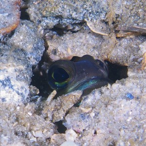 jawfish_2011_07_03