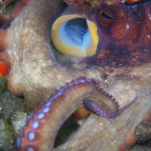 octo_2011_07_09_04