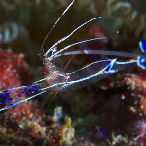 peterson_shrimp_2011_07_09_02