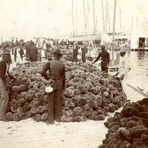 1898 Sponge Market