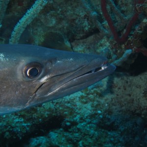 Baracuda7