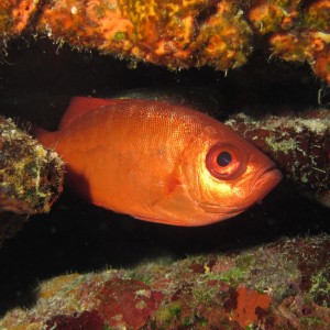 Bigeye2