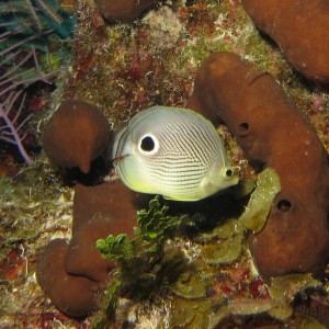 Butterflyfish_crop