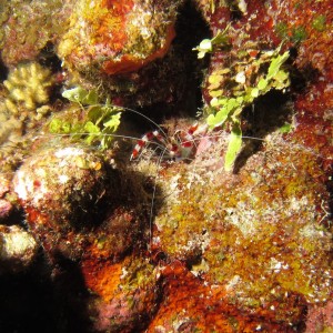 Coral_Shrimp_crop