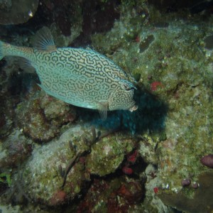 Cowfish7