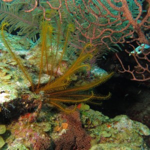 Crinoid3