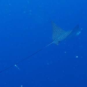 Eagle_ray_crop