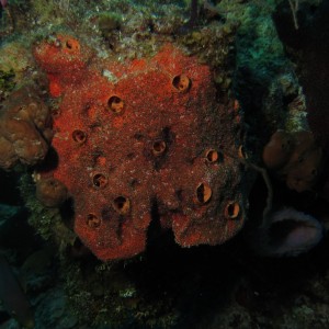 Encrusting_Sponge