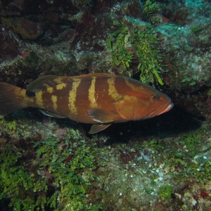 Grouper23