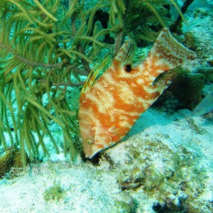 Hogfish_crop