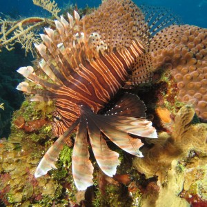 Lionfish38