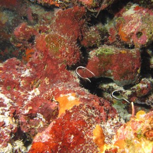 Pair_of_Spotted_Drum_Juveniles