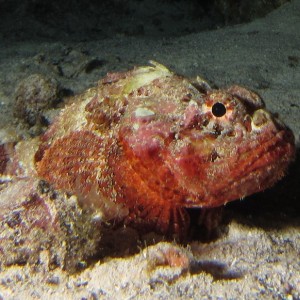 Stonefish_crop