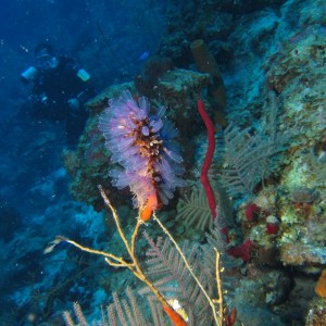 Tunicate2