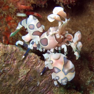 harlequin shrimp