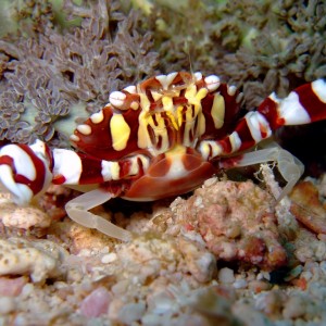 harlequin crab