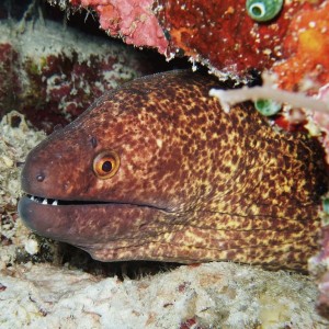 moray