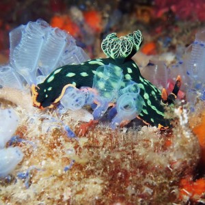 nudi