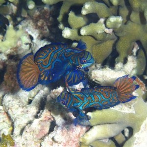 Malapascua June 2011