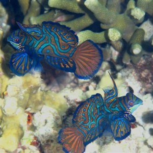 Malapascua June 2011