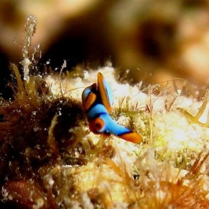 Malapascua June 2011