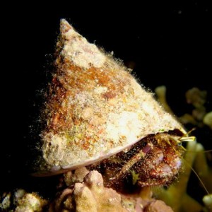 Malapascua June 2011
