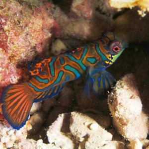 Malapascua June 2011