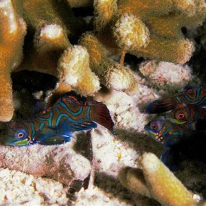 Malapascua June 2011