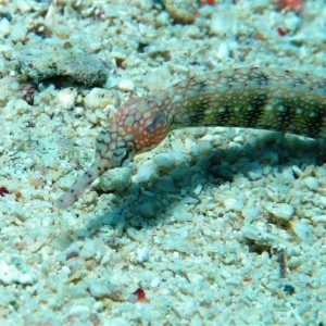 Malapascua June 2011