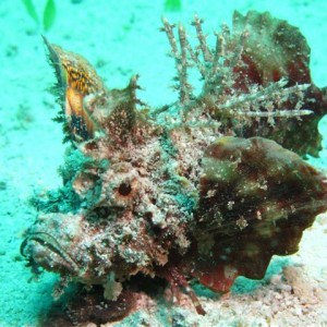 Malapascua June 2011