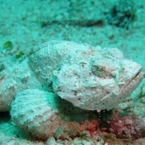 Malapascua June 2011