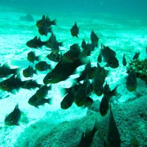 Malapascua June 2011
