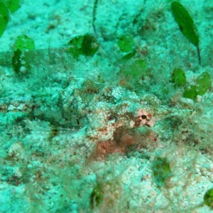 Malapascua June 2011