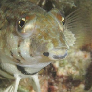 Malapascua June 2011