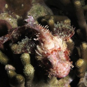 Malapascua June 2011