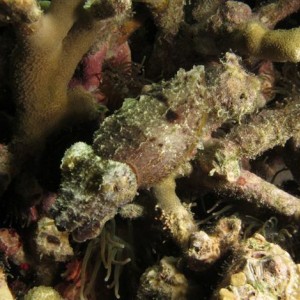 Malapascua June 2011