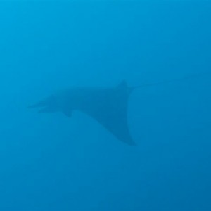 Malapascua June 2011