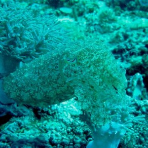 Malapascua June 2011